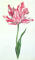 Tulipe, c.1675